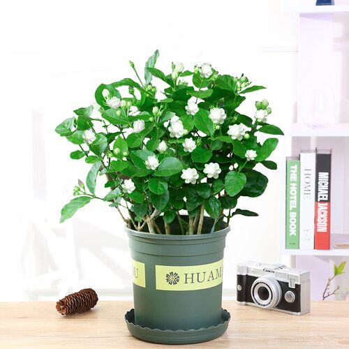 茉莉花苗盆栽带花苞九里香老桩驱蚊花卉植物室内浓香四季开花好养