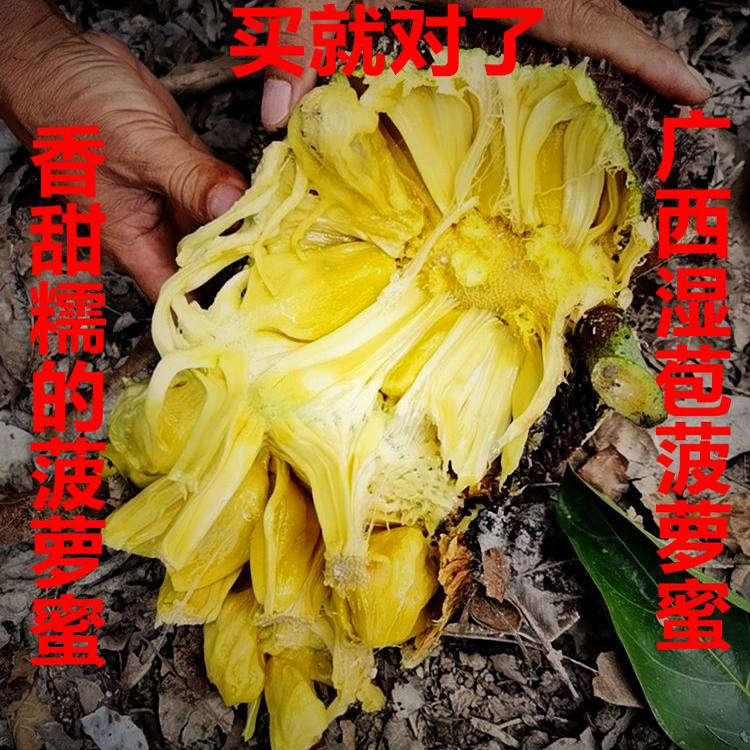 新鲜水果广西湿苞菠萝蜜软糯香甜徒手开木菠萝蜜榴莲味菠萝蜜