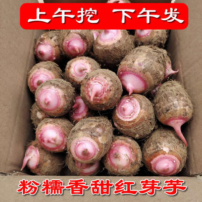 2025江西精选新鲜红芽芋
