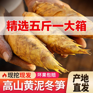 冬笋新鲜现挖现发冬笋春笋两头尖高山当季毛竹笋黄泥野生毛笋尖