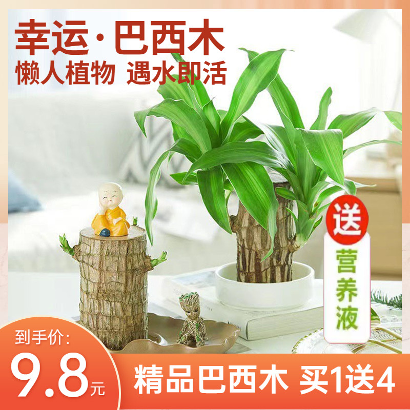 巴西木水培盆栽开花水养室内桌面幸运木绿植四季水培植物盆栽易活