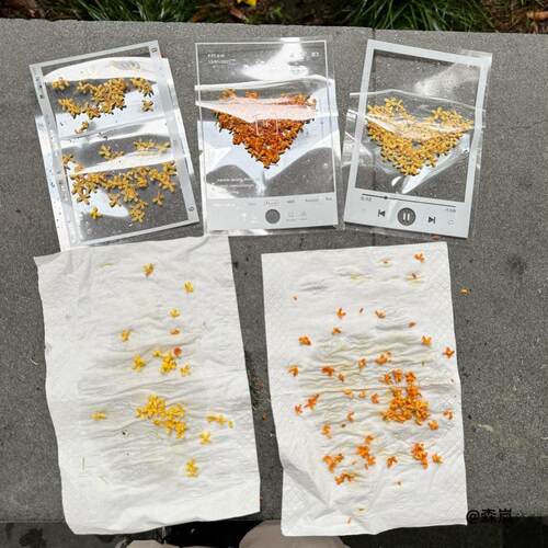 多功能标本树叶材料包桂花植物自制手工diy书签透明干花压花