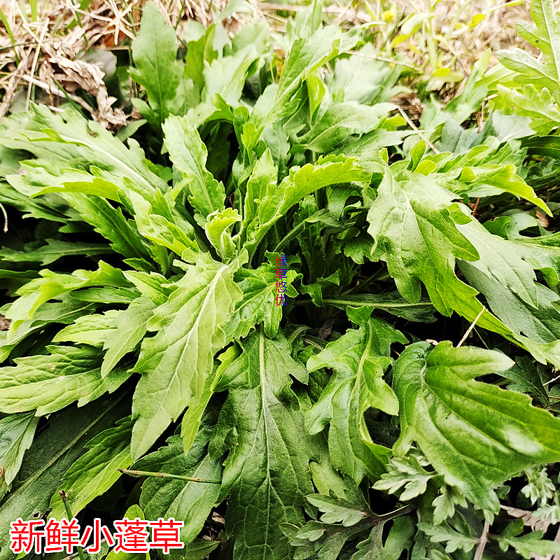 小飞蓬加拿大飞蓬草新鲜中草药材小蓬草绿植植物庭院盆栽现采枝叶