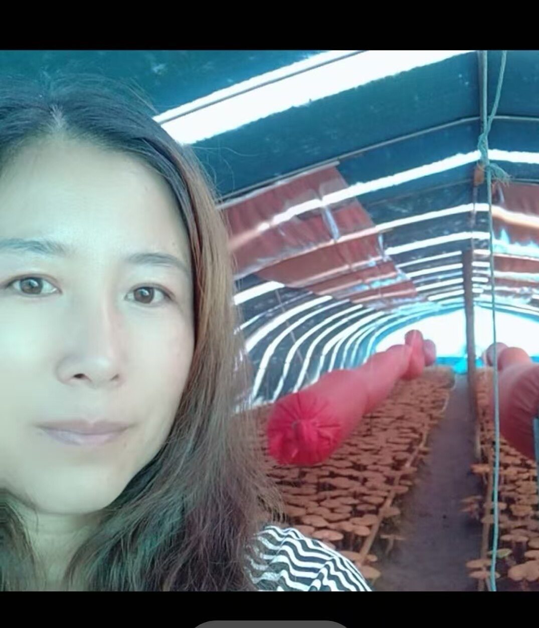 长白山赤灵芝孢子粉500克产地直销一手货源