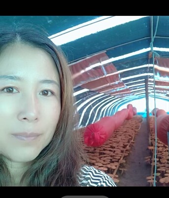 长白山赤灵芝孢子粉500克产地直销一手货源