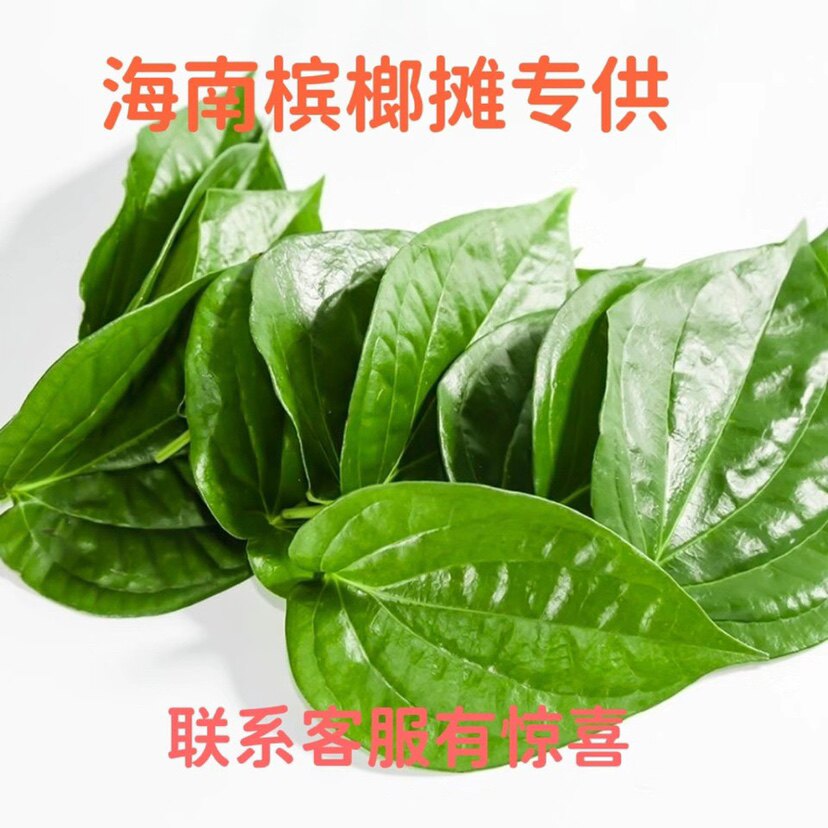 海南万宁小张新鲜空运老荖叶蒌叶生槟榔配料贝壳粉甜灰苦灰槟榔叶