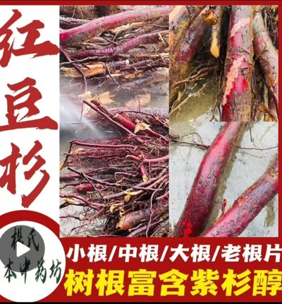 红豆杉树根宜兰山红豆杉老树根含紫杉醇中药材赤柏松红豆杉树根