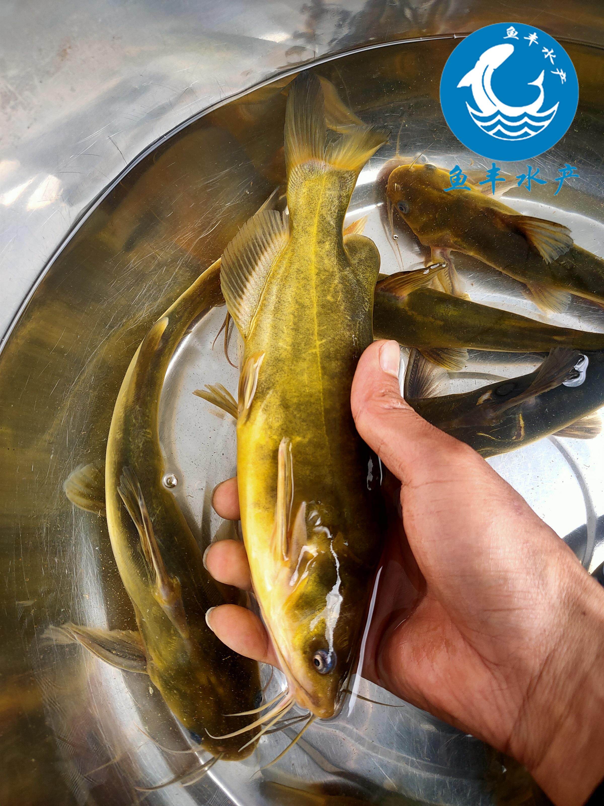 优质黄骨鱼苗 黄辣丁鱼苗 黄颡鱼苗黄丫头淡水鱼苗全国包邮