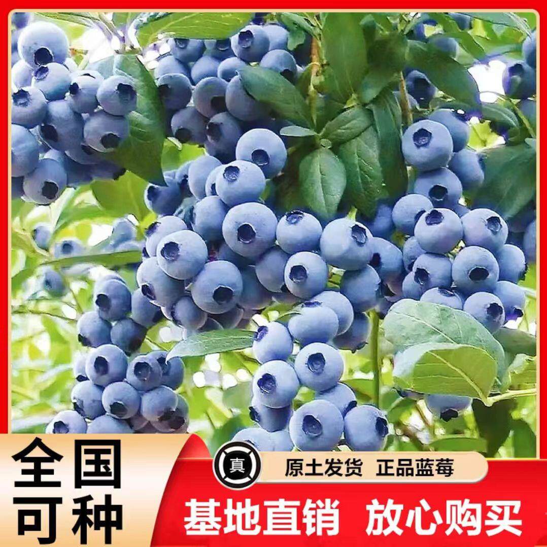 蓝莓苗树特大耐寒果树