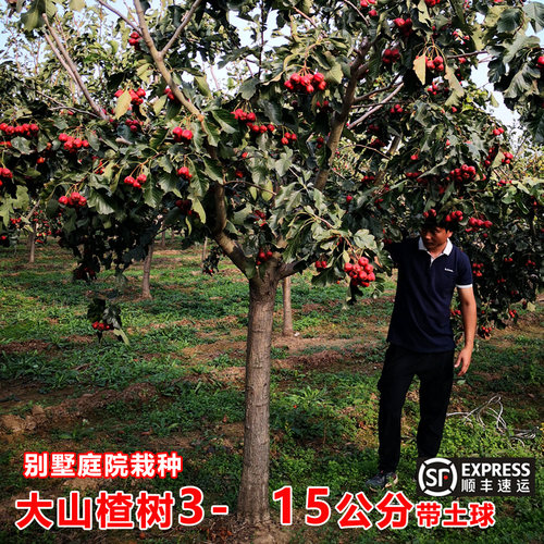 基地现挖正宗嫁接带土球发顺丰