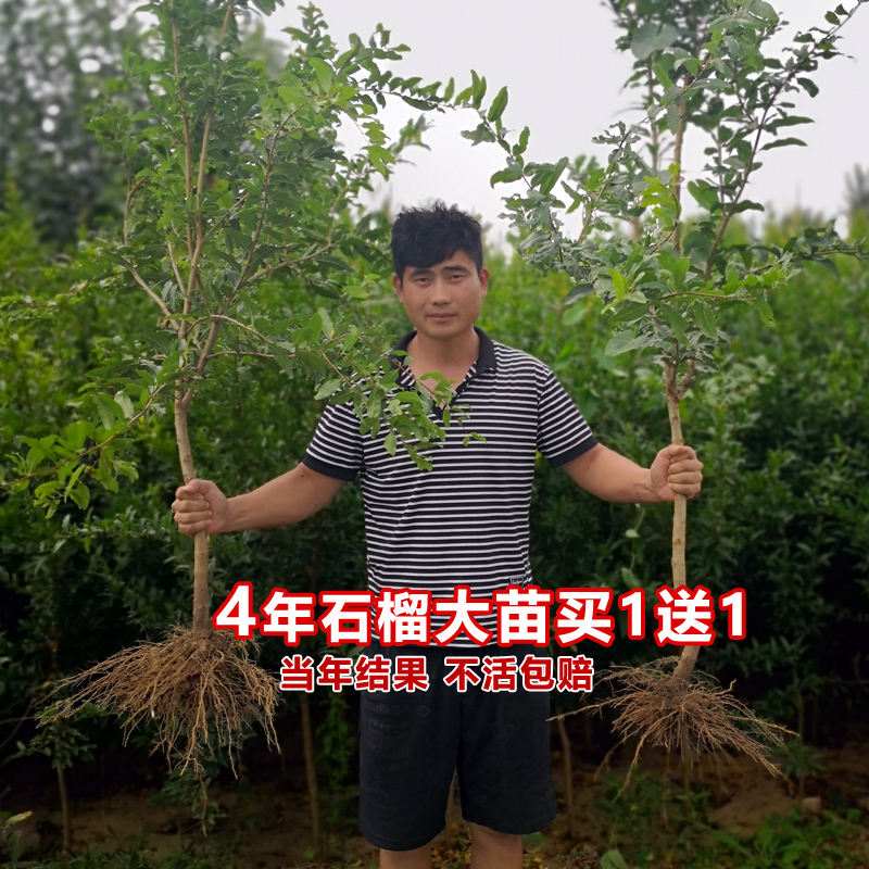 突尼斯软籽石榴树树苗盆栽庭院果树无籽甜石榴当年结果南北方种植