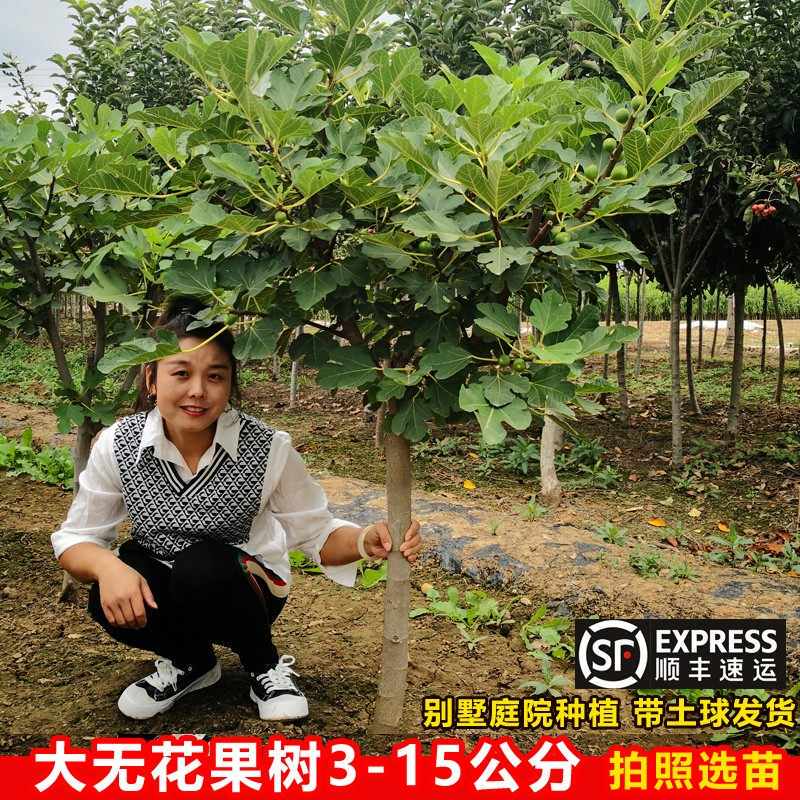 阳台盆栽地栽四季特大无花果苗树