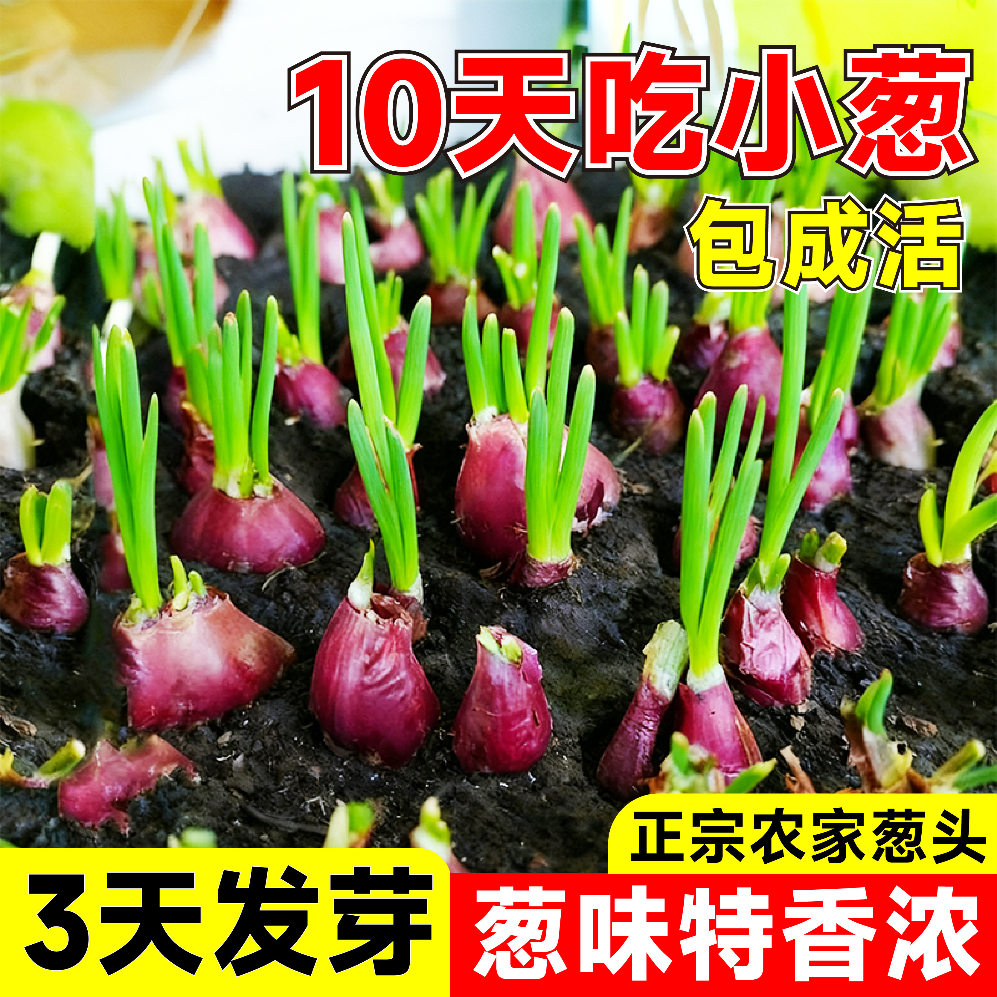正宗红葱头香葱头干葱头火葱头种香新鲜小葱头广东农家自种小葱,鲜花速递/花卉仿真/绿植园艺,种苗/半成品盆栽,淘宝优惠券,粉丝福利购,淘宝优惠卷
