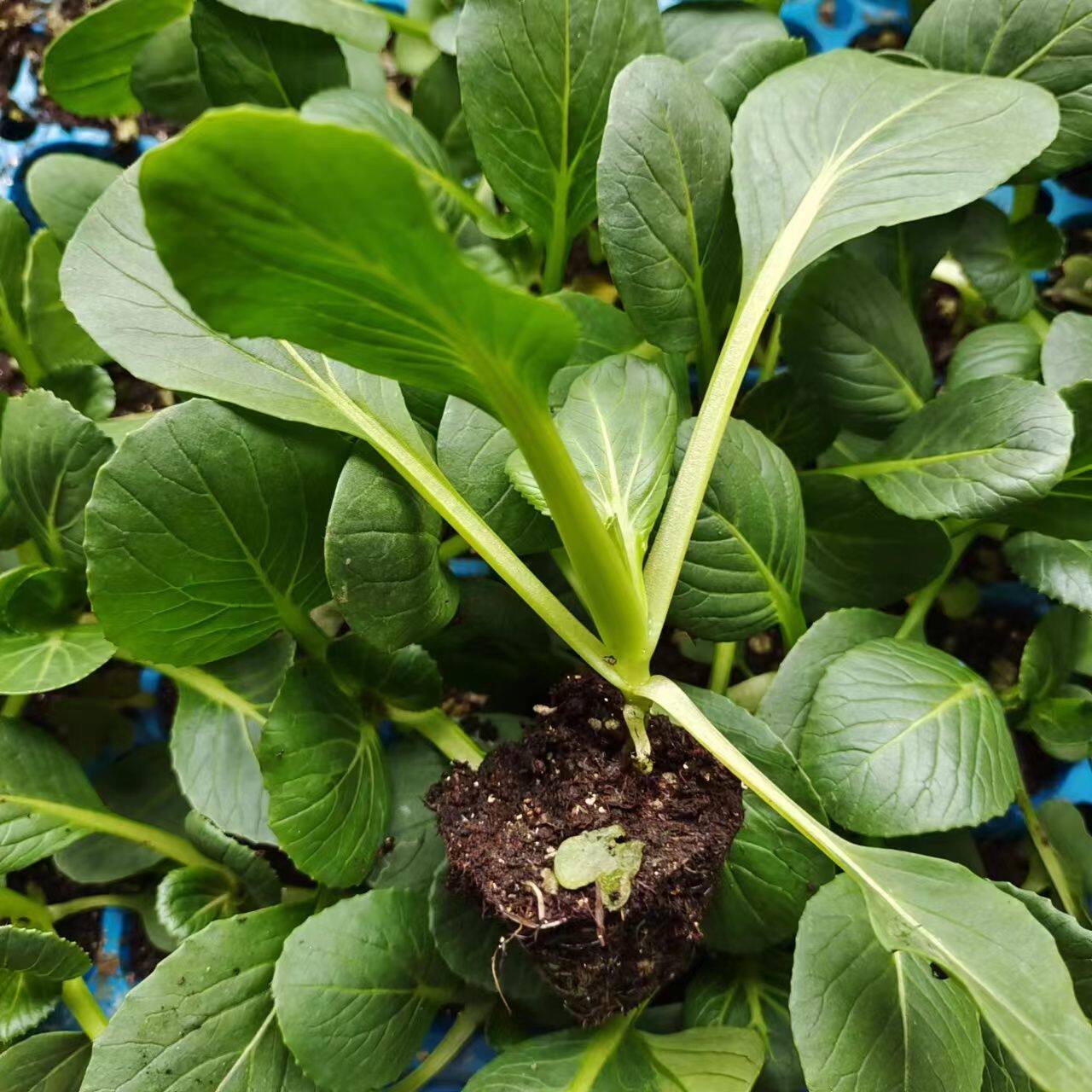 四季可播秋后菜种苗青菜秧苗上海青种苗五月慢幼苗有机蔬菜苗盆栽