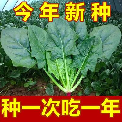 【今年新种】耐热大叶波菜种子耐热蔬菜种子耐高温菠菜籽种四季