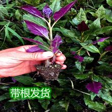 紫背菜菜苗苗观音血皮菜生菜蔬菜苗血皮菜种籽雪皮菜种子蔬菜秧苗
