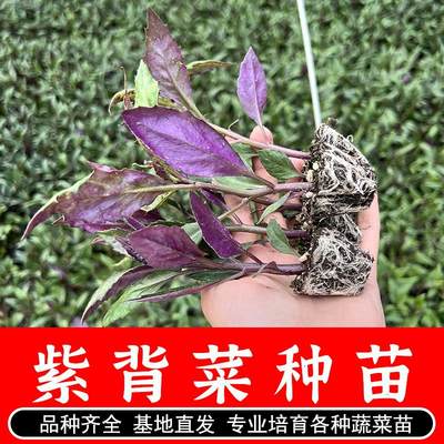 紫背菜苗紫背天葵种苗观音菜秧苗血皮菜苗蔬菜苗阳台苗番茄苗秧子