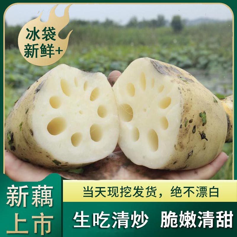 新鲜莲藕新花藕脆藕现挖现发嫩藕湖北农家菜莲菜清甜食用莲藕顺丰