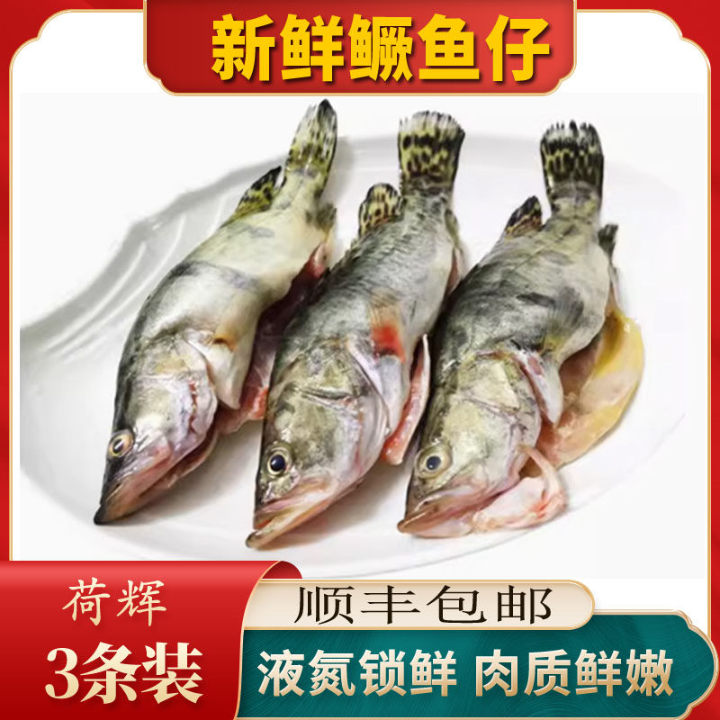 荷辉小鳜鱼新鲜淡水鱼桂花鱼鲜活免处理清蒸开肚整条水产整箱商用