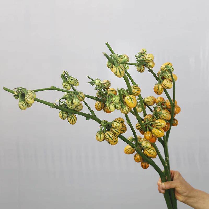 长寿果鲜花观赏家用室内新鲜插花水培植物鲜切花枝条云南基地直发