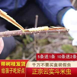 斗米虫深山正宗新鲜现找云实蛀虫鸟不踏虫黄寮狼虫带树枝调理正品