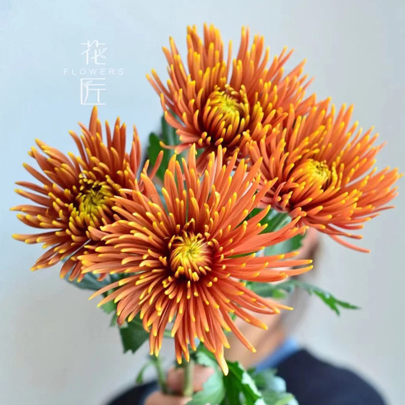 绿天赞安娜菊烟花菊鲜花云南直发黄色插花花期超长鲜切花菊花真花