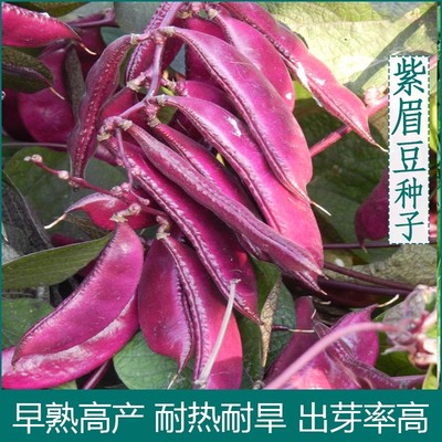 紫眉豆种子高产早熟豆角