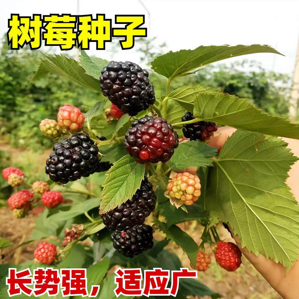 树莓种子家庭阳台盆栽地栽四季种植树莓种籽黑树莓红树莓黄树莓籽