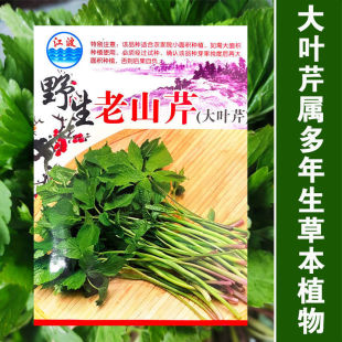 东北野生老山芹种子山野菜黑瞎子水芹种籽紫根芹菜小香芹孑多年生