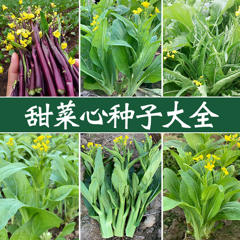 广东菜心菜种籽油菜籽种四季红菜苔种孑四九菜心种宁夏甜菜心种子