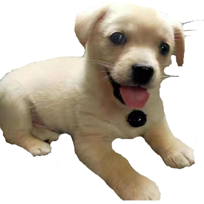 串串狗白色小狗幼犬短毛家养健康不挑食不咬人奶狗听话田园混血狗