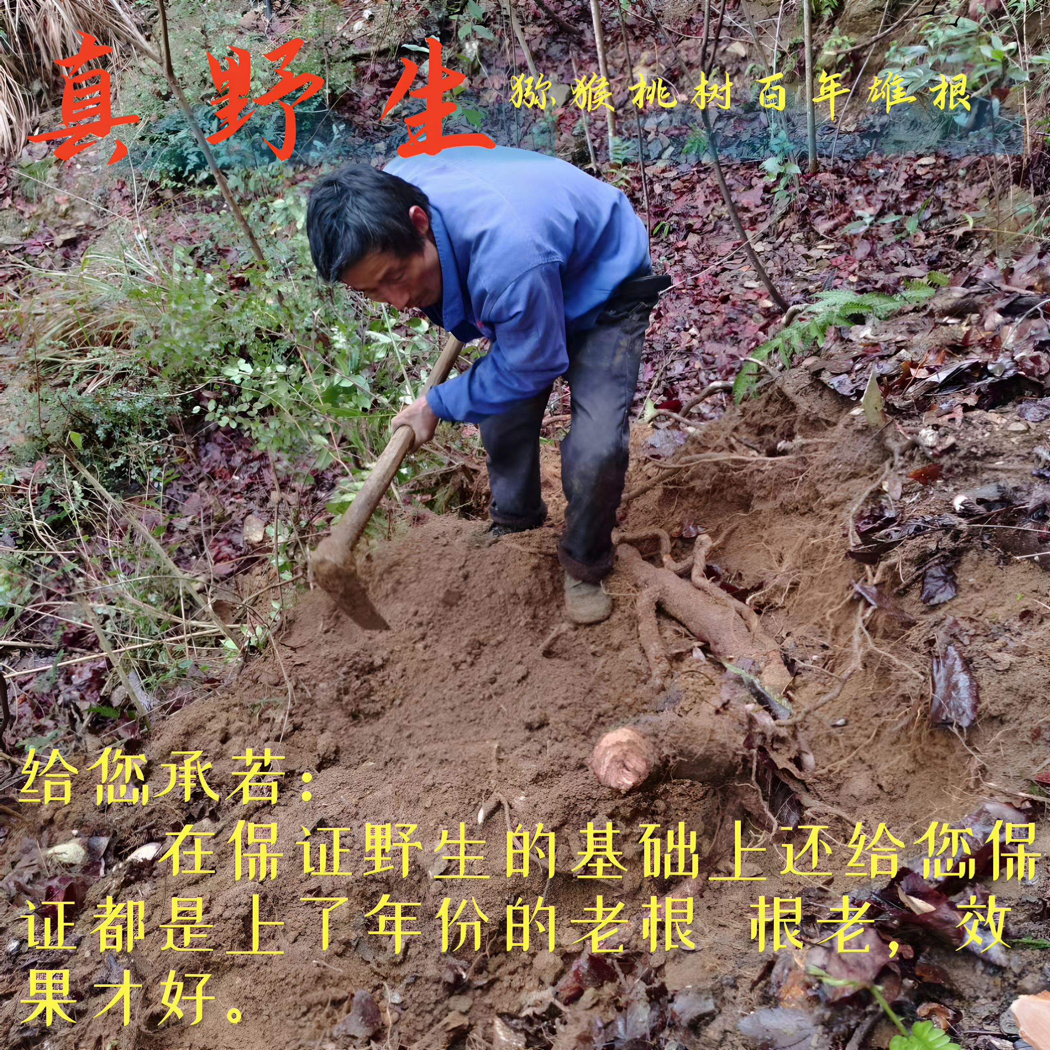 婺源真野三十年雄猕猴桃根藤梨根洋桃根，刀口药石苇