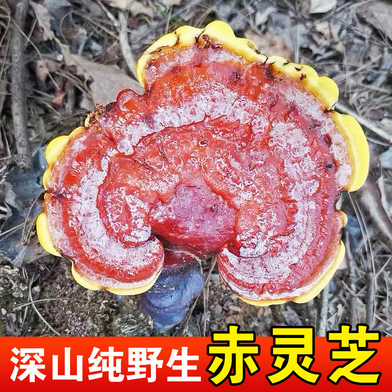 正宗野生赤灵芝特级大朵