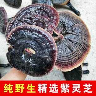 精选大朵纯野生紫灵芝甘香不苦成熟度高250克半斤