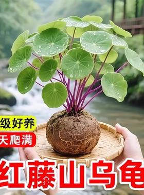 红藤山乌龟爬藤植物种球金不换室内好养活水培耐寒盆栽多肉绿植