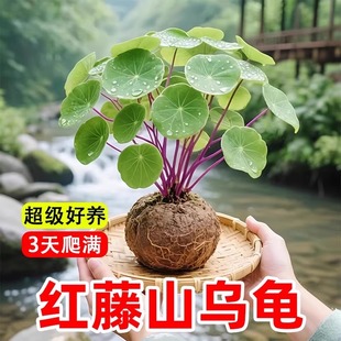 红藤山乌龟爬藤植物种球金不换室内好养活水培耐寒盆栽多肉绿植
