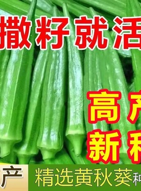 正宗秋葵种子水果黄秋葵高产早熟红秋葵小院阳台四季盆栽蔬菜种子