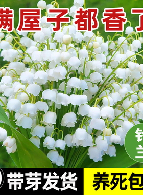 铃兰花盆栽带花苞带芽进口种球花苗四季播种开花好养室内花卉