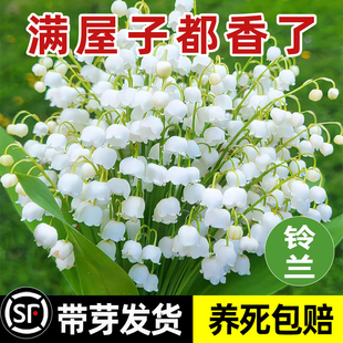 铃兰花盆栽带花苞带芽进口种球花苗四季播种开花好养室内花卉