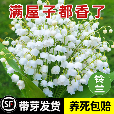 铃兰花盆栽带花苞带芽进口种球花苗四季播种开花好养室内花卉
