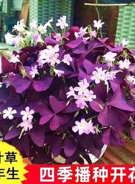 紫叶酢浆草种球三叶幸运草炸酱草室内多年生紫色蝴蝶花球根花种子