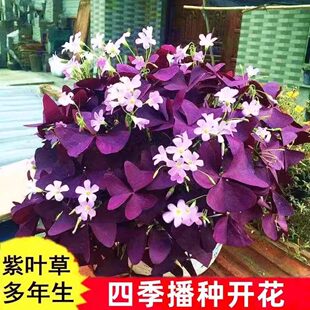 紫叶酢浆草种球三叶幸运草炸酱草室内多年生紫色蝴蝶花球根花种子