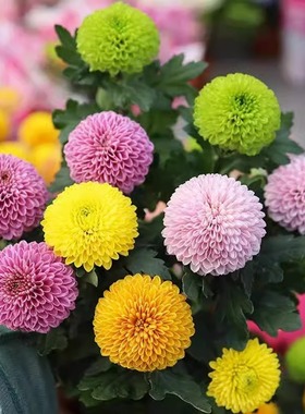 乒乓菊花种子四季播种开花切花小雏菊种籽室内外花卉盆栽花种籽子