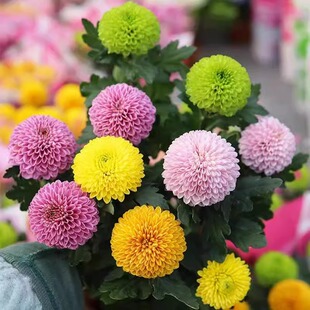 乒乓菊花种子四季播种开花切花小雏菊种籽室内外花卉盆栽花种籽子