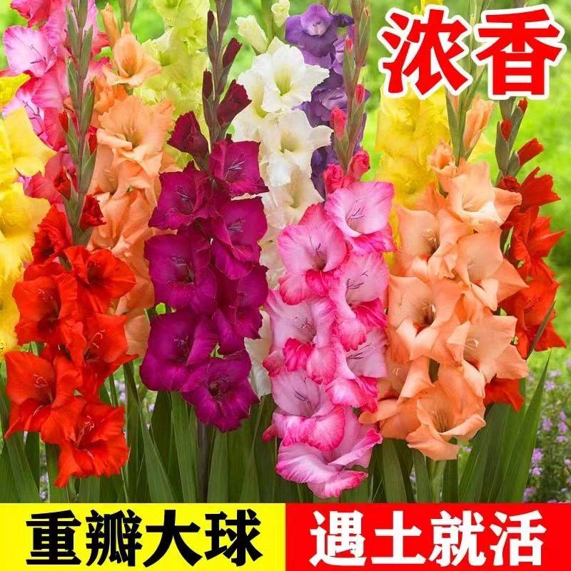剑兰种球多年花卉盆栽十三太保唐菖蒲四季庭院室外春秋植物球根,鲜花速递/花卉仿真/绿植园艺,种球/裸根,淘宝优惠券,粉丝福利购,淘宝优惠卷