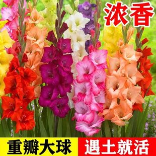 剑兰种球多年花卉盆栽十三太保唐菖蒲四季庭院室外春秋植物球根