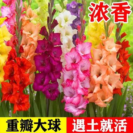 剑兰种球多年花卉盆栽十三太保唐菖蒲四季庭院室外春秋植物球根
