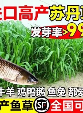 高丹草种籽苏丹草草籽四季多年生牧草种子养殖喂牛羊鸭鹅鱼草草籽