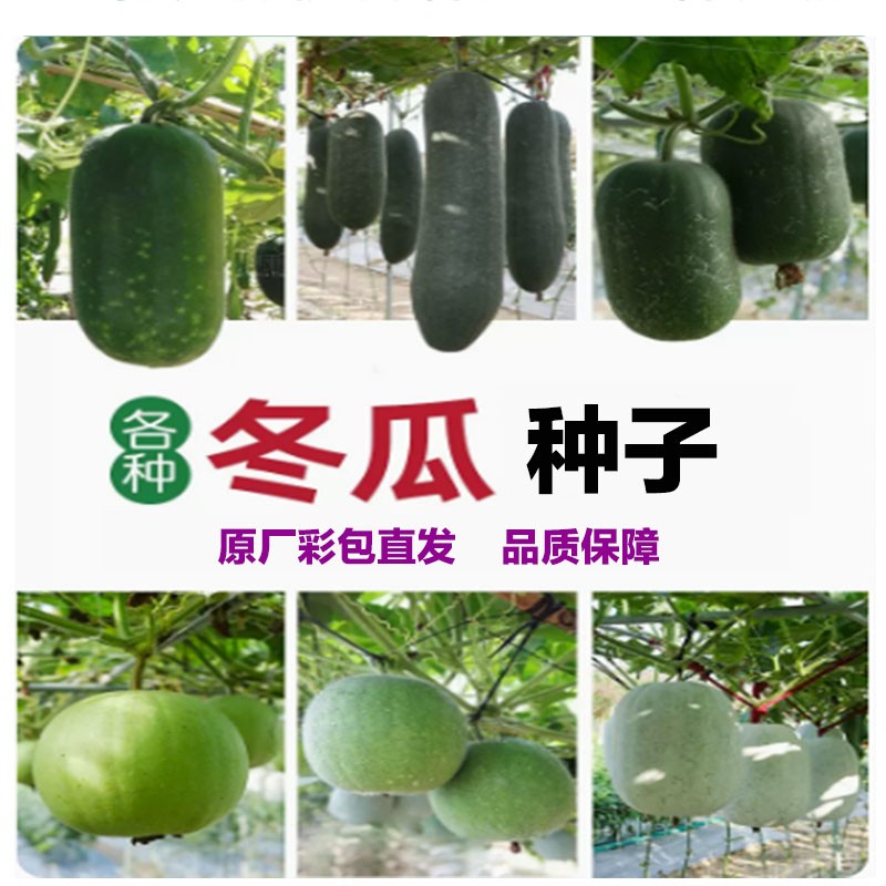 冬瓜种子巨型冬瓜蔬菜种子