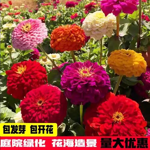 重瓣百日草种子步步高百日菊花籽四季播种开花易活室外盆栽花种籽